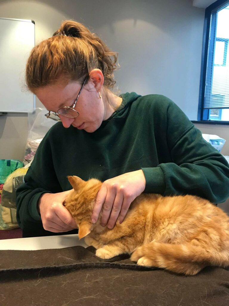 florine grard en tant qu'ostéopathe et un chat en séance d'ostéopathie pour animaux