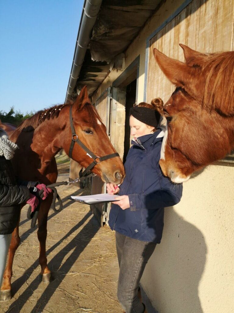 Séance d'ostéopathie équine dans les Côtes-d’Armor