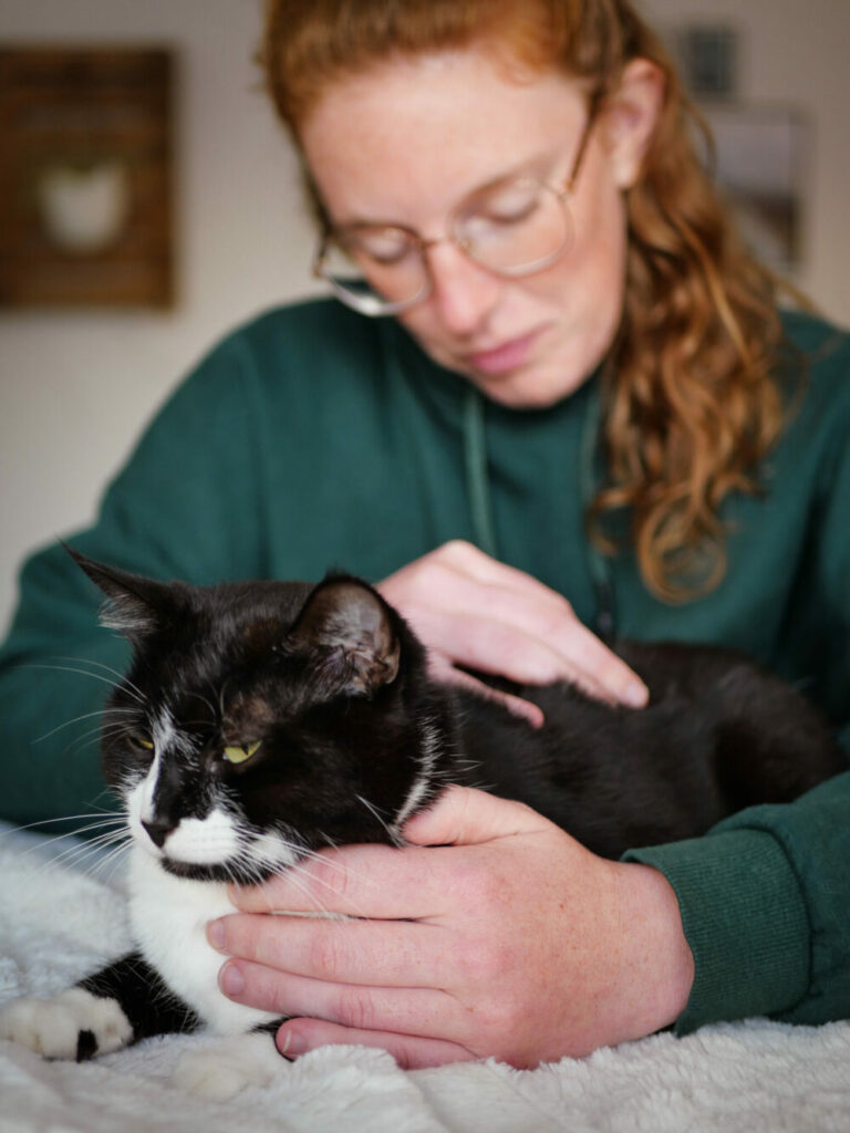 Florine grard ostéopathe pour animaux manipulant un chat dans les côtes d'armor