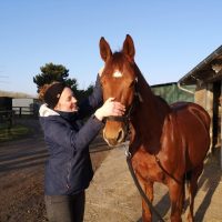 Florine Grard palpe un cheval pour effectuer de l'ostéopathie