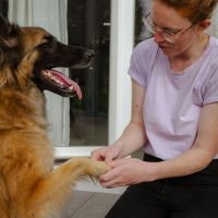 Florine Grard palpe la patte d'un chien lors d'une séance d'ostéopathie